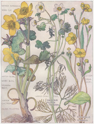 Marsh Marigold, King Cup, Water Blobs, Mary Buds, Meadow Rout, Water Caltrops, Water Crow-foot, Lesser Spearwort